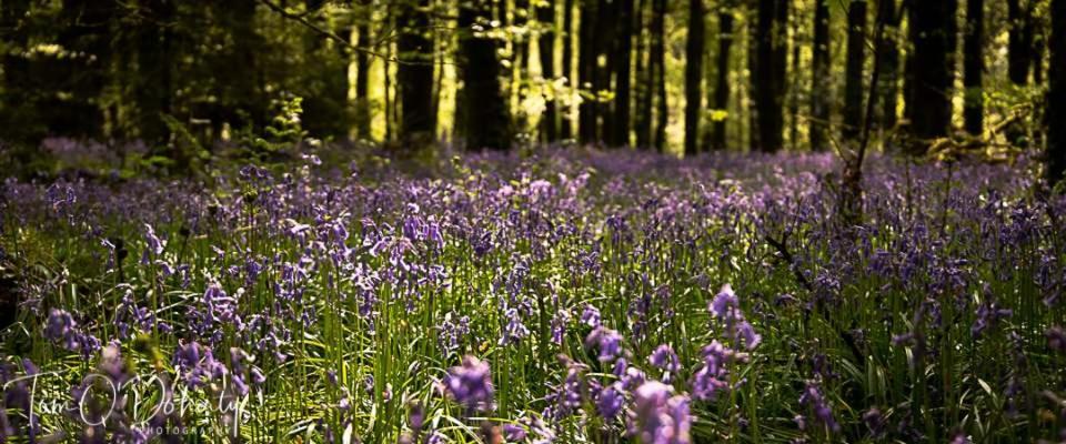 ホテル Abbeycourt Kenmare Kerry エクステリア 写真